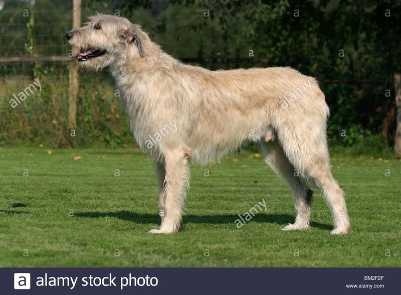 Datei:Wolfshund.jpg